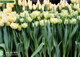 Tulipa Avant Garde ® (2)